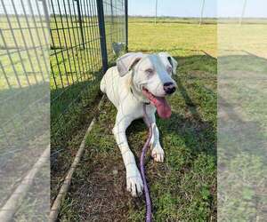 Caesar - Male Catahoula Leopard Dog-Unknown Mix Dog for Adoption - Photo #6