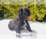 Small Photo #49 French Bulldog Puppy For Sale in COLUMBUS, OH, USA
