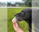 Small #2 American Pit Bull Terrier-Labrador Retriever Mix