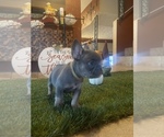 Puppy 1 French Bulldog