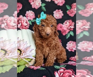 Miniature Labradoodle Puppy for sale in NOTTINGHAM, PA, USA