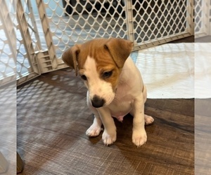 Jack Russell Terrier Puppy for sale in LYNNWOOD, WA, USA