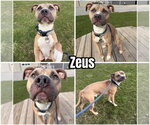 Zeus - Male American Staffordshire Terrier-Unknown Mix Dog for Adoption - Small photo