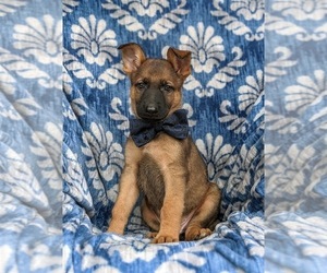 German Shepherd Dog Puppy for sale in ELKTON, MD, USA