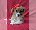 Small Photo #6 Pembroke Welsh Corgi Puppy For Sale in LANCASTER, PA, USA
