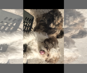 Shih Tzu Puppy for sale in FRANKLIN TWP, NJ, USA