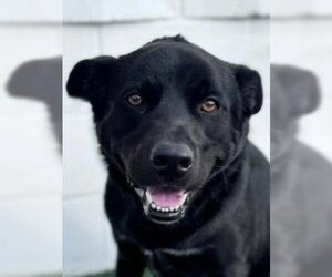Labrador Retriever-Unknown Mix Dogs for adoption in Lake Forest, CA, USA