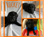 Puppy Rocket Goldendoodle