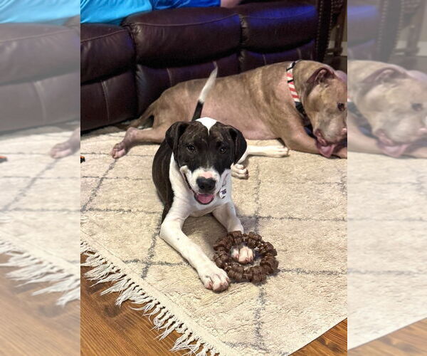 Medium Photo #12 American Pit Bull Terrier Puppy For Sale in Claremore, OK, USA