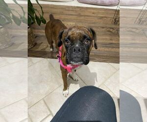 Boxer Dogs for adoption in Dumont, NJ, USA