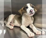 Small #2 Retriever  Mix