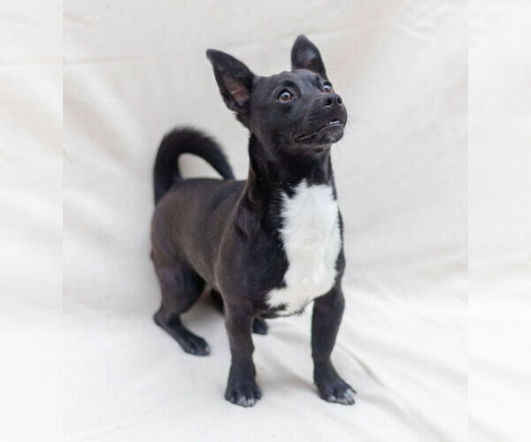 Medium Photo #4 Dachshund-Unknown Mix Puppy For Sale in Canton, CT, USA