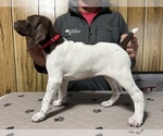 Puppy Red Collar German Shorthaired Pointer