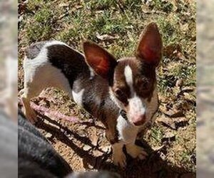 Rat Terrier Dogs for adoption in Matthews, NC, USA