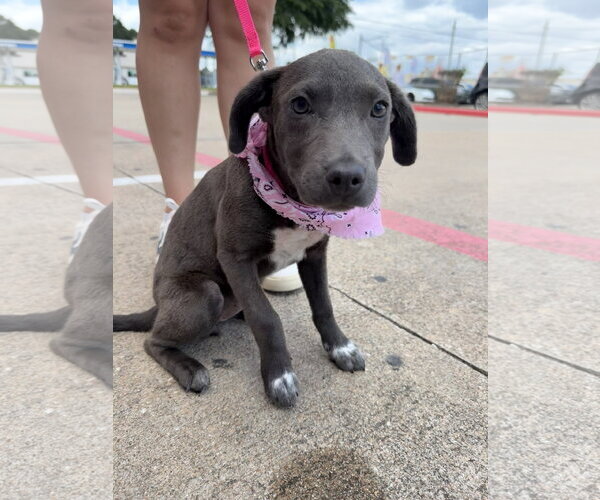 Medium Photo #1 Mutt Puppy For Sale in The Woodlands, TX, USA