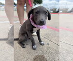 Small Mutt