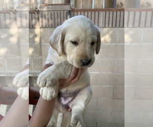 Labrador Retriever Puppy for sale in BELLFLOWER, CA, USA