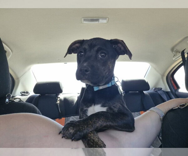 Medium Photo #2 Mutt Puppy For Sale in Springdale, PA, USA