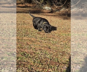 Medium Labrador Retriever
