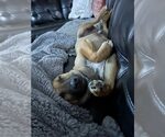 Small #18 Mutt