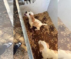 Medium Beagle