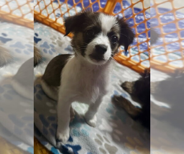 Medium Photo #2 Pekalier Puppy For Sale in Valrico, FL, USA