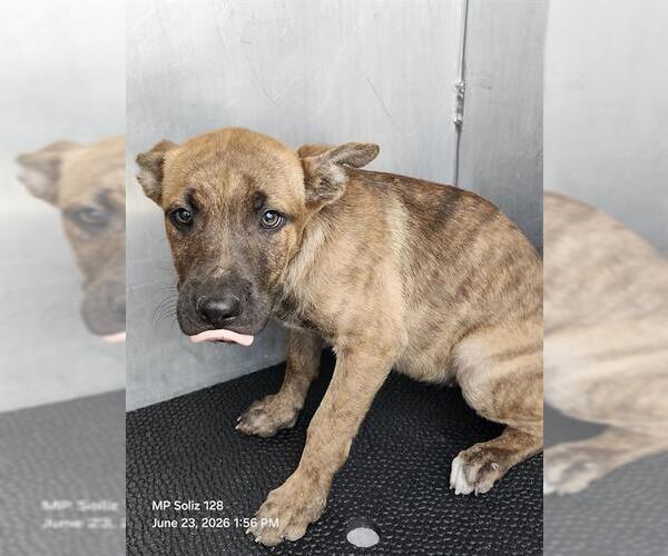 Medium Photo #1 Plott Hound-Unknown Mix Puppy For Sale in San Antonio, TX, USA
