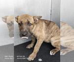 Small Plott Hound Mix