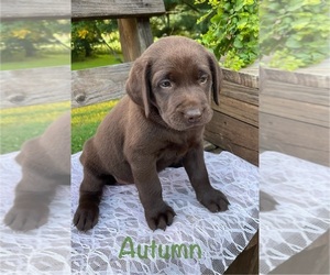 Medium Labrador Retriever