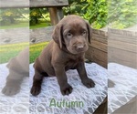 Puppy Autumn Labrador Retriever