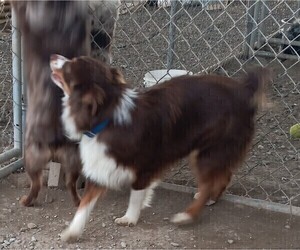 Father of the Australian Shepherd puppies born on 05/07/2022