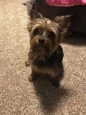 Mother of the Yorkshire Terrier puppies born on 04/24/2018