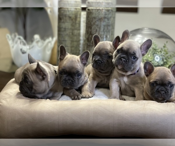 Medium Photo #5 French Bulldog Puppy For Sale in MISSION HILLS, CA, USA