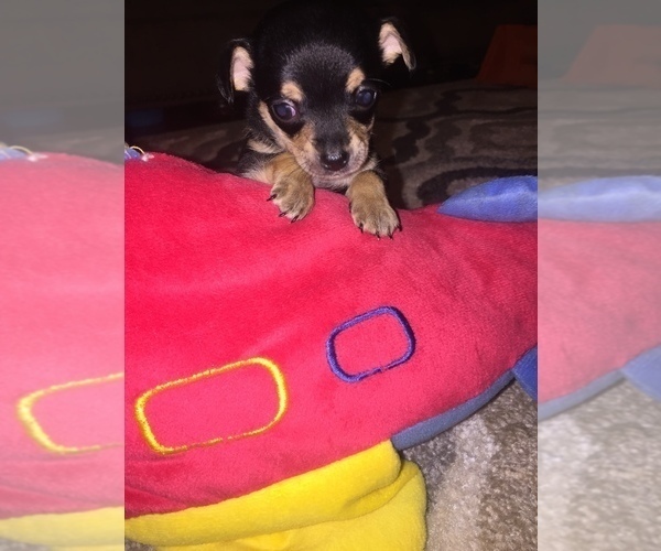 Medium Photo #1 Chihuahua Puppy For Sale in BRANCHLAND, WV, USA