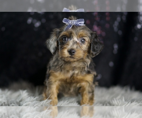Medium Photo #4 YorkiePoo Puppy For Sale in WARSAW, IN, USA