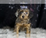 Small #3 YorkiePoo