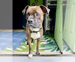 Small #2 Boxer