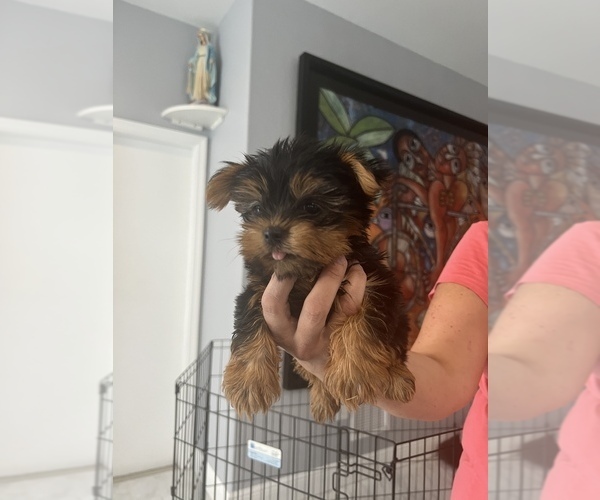 Medium Photo #17 Affenpinscher-Miniature Schnauzer Mix Puppy For Sale in MIAMI, FL, USA