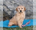 Small Photo #4 Goldendoodle (Miniature) Puppy For Sale in STRASBURG, PA, USA