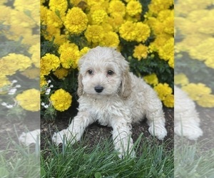 Cockapoo Puppy for sale in CANOGA, NY, USA