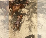 Small Photo #65 Rhodesian Ridgeback Puppy For Sale in MORONGO VALLEY, CA, USA