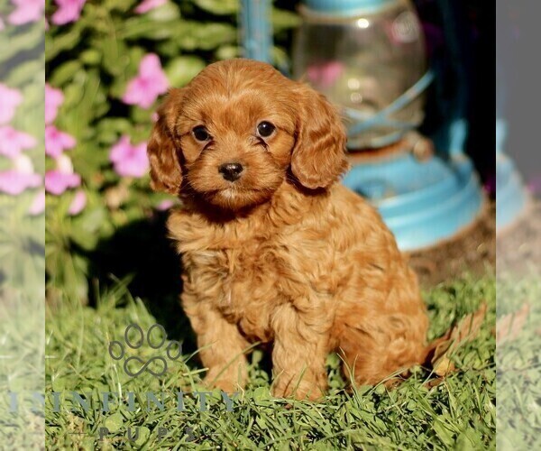 Medium Photo #4 Cavapoo Puppy For Sale in QUARRYVILLE, PA, USA