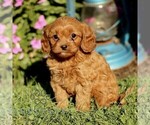 Small #3 Cavapoo