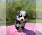 Puppy Lola Pomsky