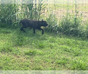 Cane Corso Puppy for sale in EADS, TN, USA