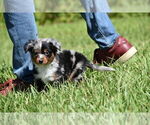 Small #7 Miniature Australian Shepherd