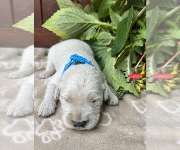 Medium Photo #1 Golden Retriever Puppy For Sale in NEOLA, WV, USA
