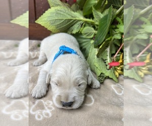 Golden Retriever Puppy for sale in NEOLA, WV, USA