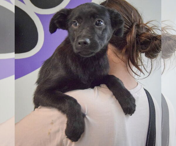 Medium Photo #4 German Shepherd Dog-Unknown Mix Puppy For Sale in Huntley, IL, USA