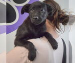 Small #3 German Shepherd Dog Mix